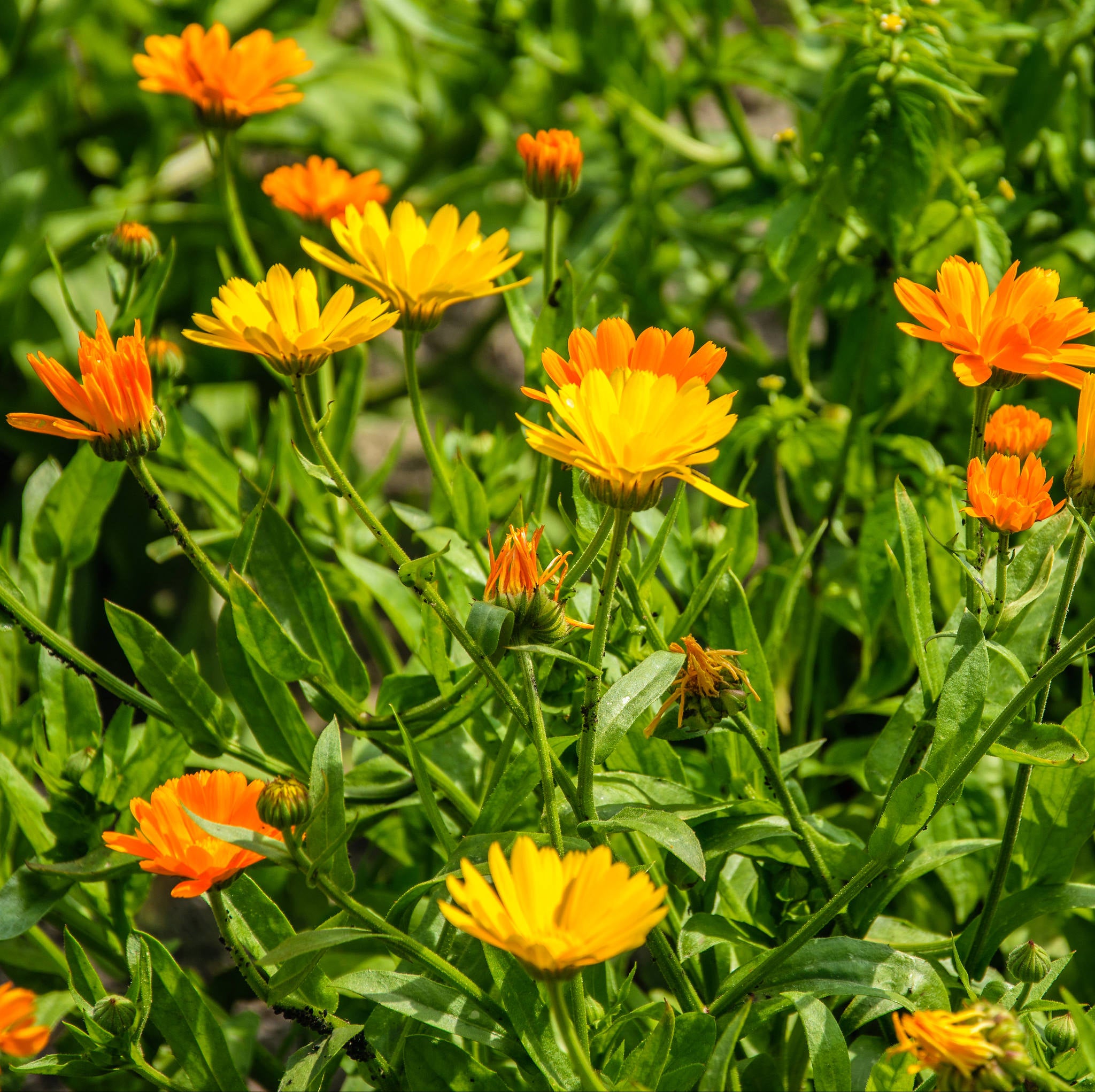 Goudsbloem, eetbare bloemen, bloomboost, pluktuin, koken met bloemen, bloementuin, vaste planten Goudsbloem, eetbare bloemen, bloomboost, pluktuin, koken met bloemen, bloementuin, vaste planten