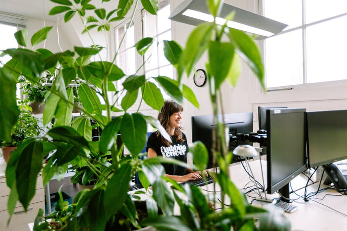 Maak je kantoor corona-proof met planten
