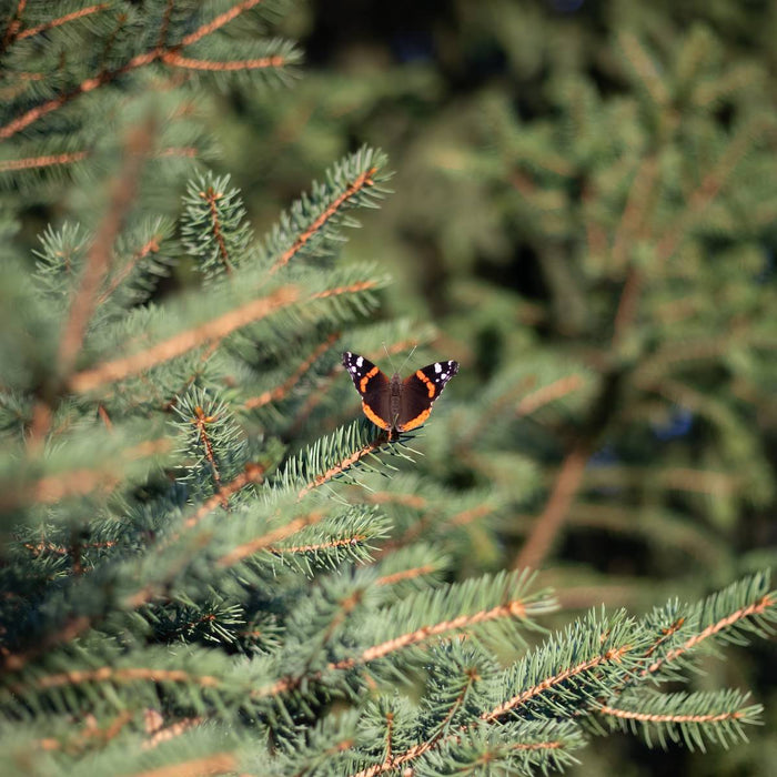 Hoe schadelijk is een kerstboom?
