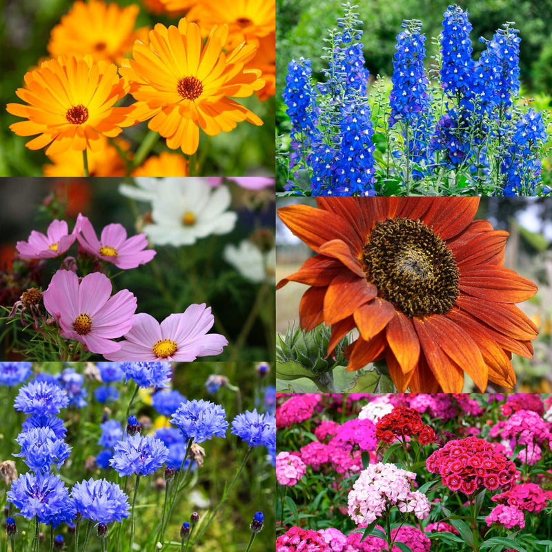 Collage van gekleurde bloemen uit het zadenpakket