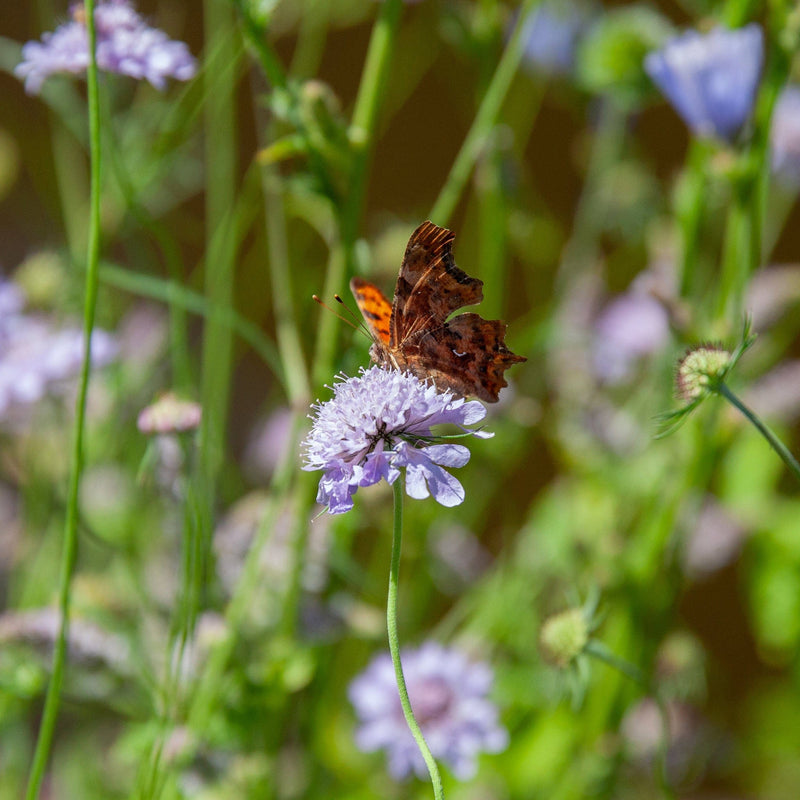 Beemdkroon, paarse bolle bloem met vlinder erop