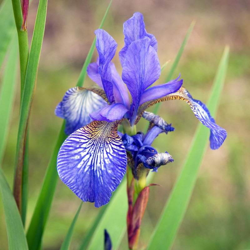 Bloem van de biologische Iris blue King