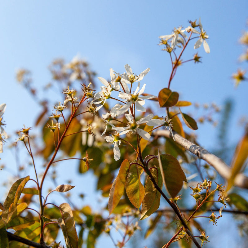 Close up van Krentenboompje in bloei, met witte bloemen en roodkleurend blad