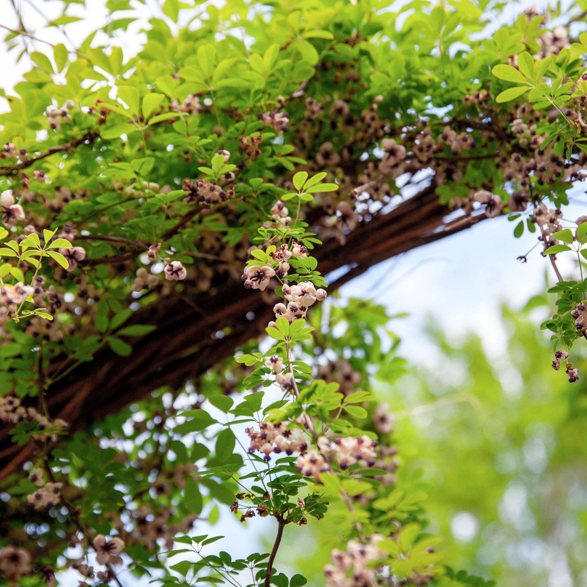 Akebia quinata - Klimbes, schijnaugurk | Bloemenpark Akebia quinata - Klimbes, schijnaugurk | Bloemenpark