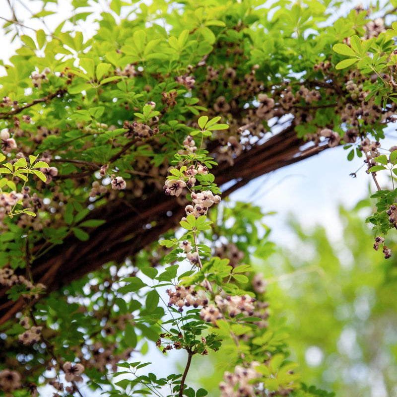 hangende schijnaugurk, een streng met klein groen blad en rozerode bloemetjes