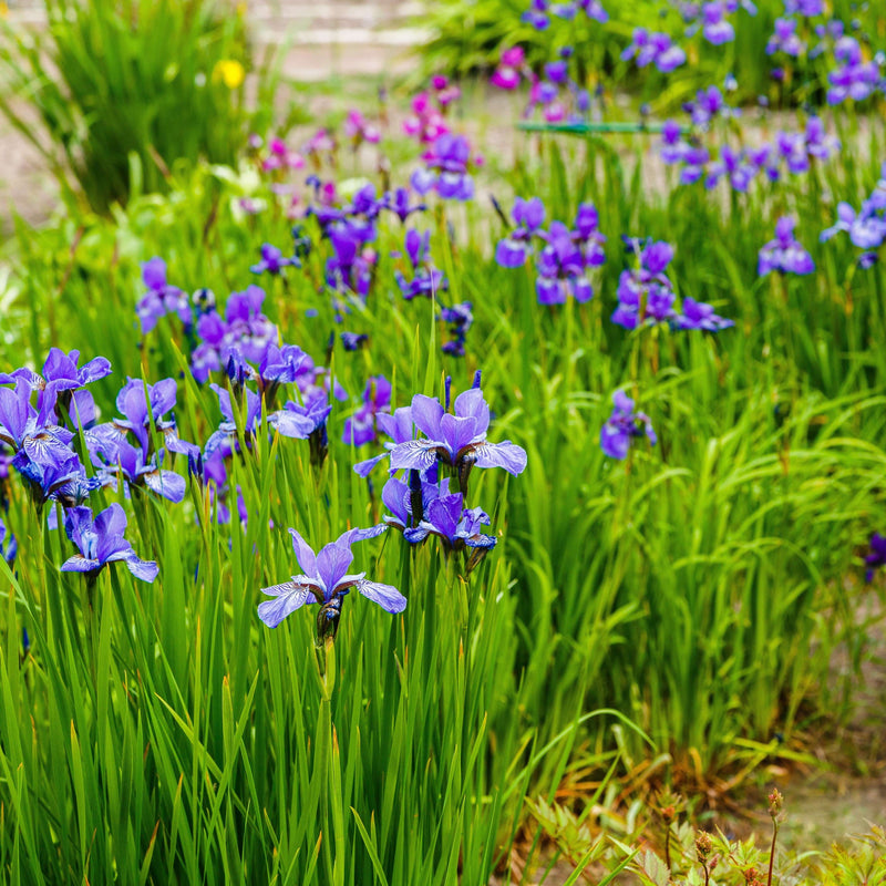 Veld vol met biologische bloemen van de baardloze iris. 