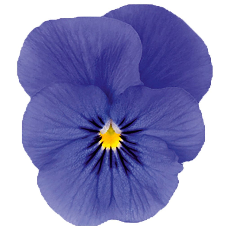 Biologische viooltje true blue vergroot