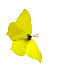 gele vlinder