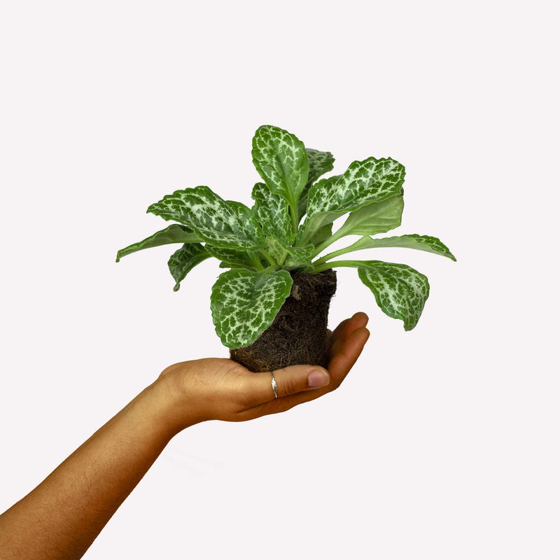 chirita, hand houdt plant met kluit en groen, gevlekt blad vast