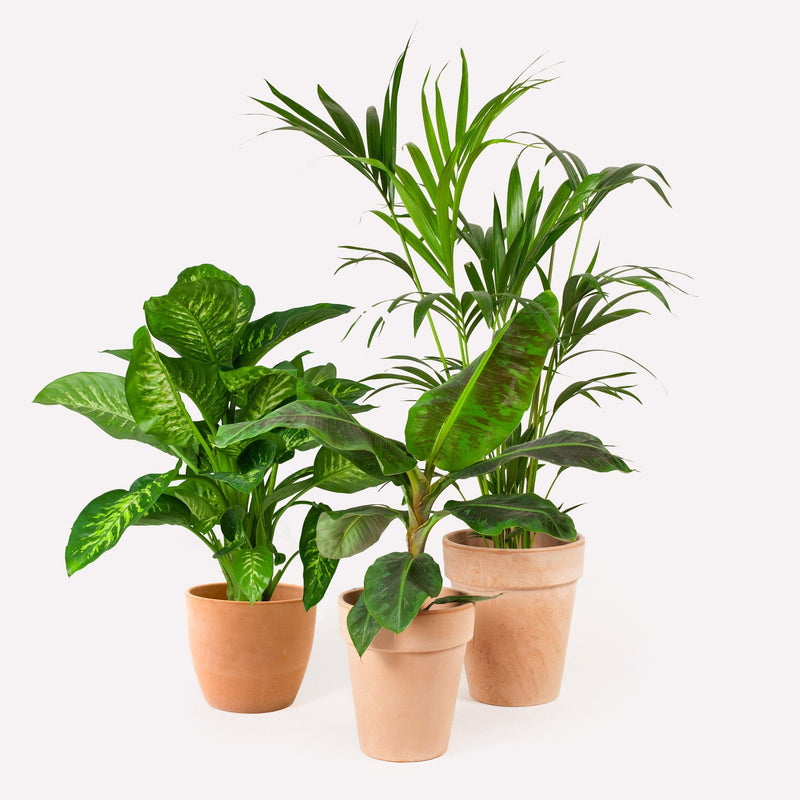 Foto van drie grote kamerplanten in terracotta potten