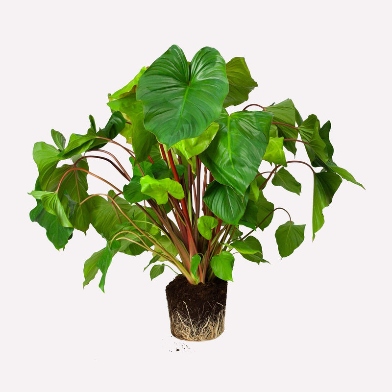 Homelamena, plant met hartvormige hangende groene bladeren op rode stelen
