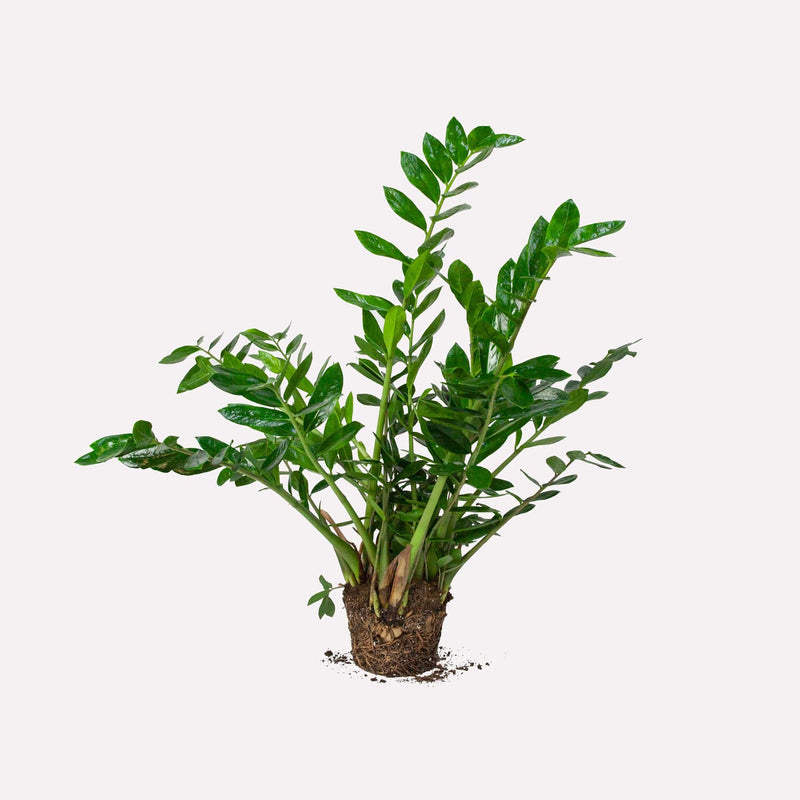 Grote Zz-plant, totale plant met lange stelen met glanzende amandelvormige bladeren.