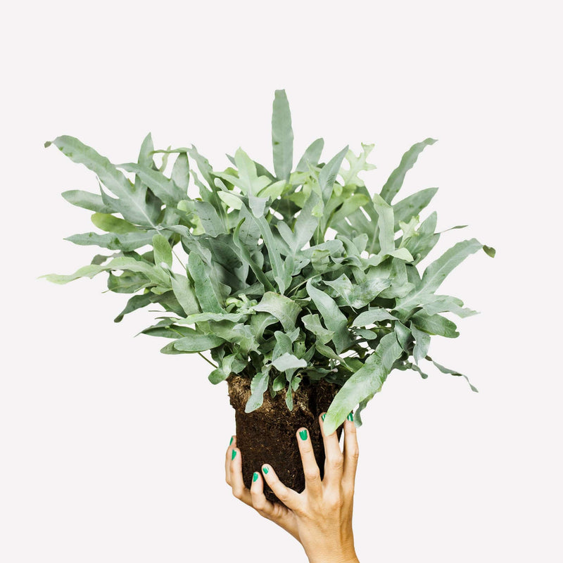 Zinkvaren, hele plant met lange, grijs-groene bladeren, vastgehouden met twee handen