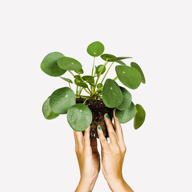 Pannenkoekplant, hele plant met veel, kleine, ronde bladeren, vastgehouden in twee handen
