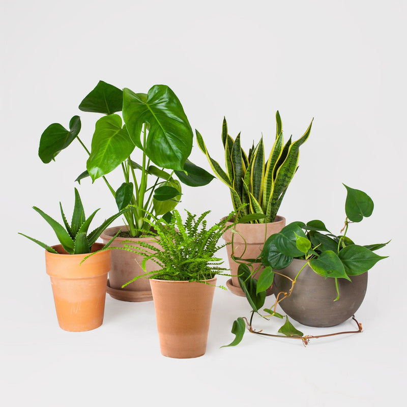 kamerplanten in pot, verschillende soorten en maten