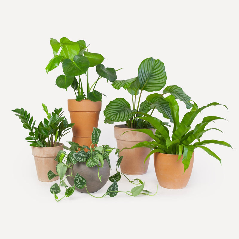 Foto van thuiskantoor planten in potten
