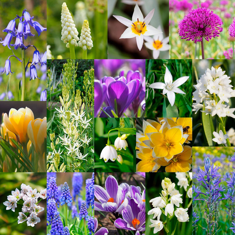 bijenbanket XL, collage van fotos met bloemen in allerlei kleuren