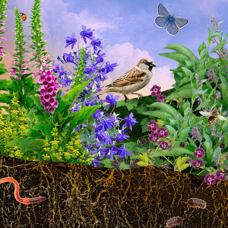Inheems tuintje schaduw pakketbeeld, een collage van inheemse schaduwplanten met insecten en een vogel
