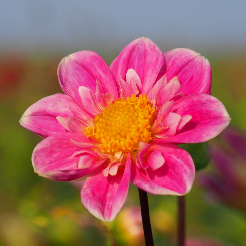 Dahlia Hartenaas, bioligisch, mooie roze bloemen met een geel hart