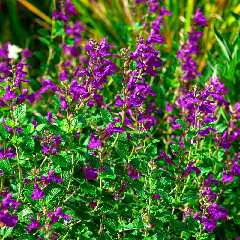 Bio Salvia nachtvlinder in veld