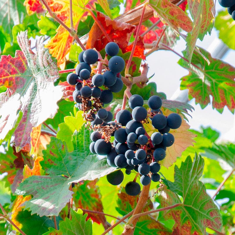 Biologische druif vitis rode boskoop aan een tak in de herfst