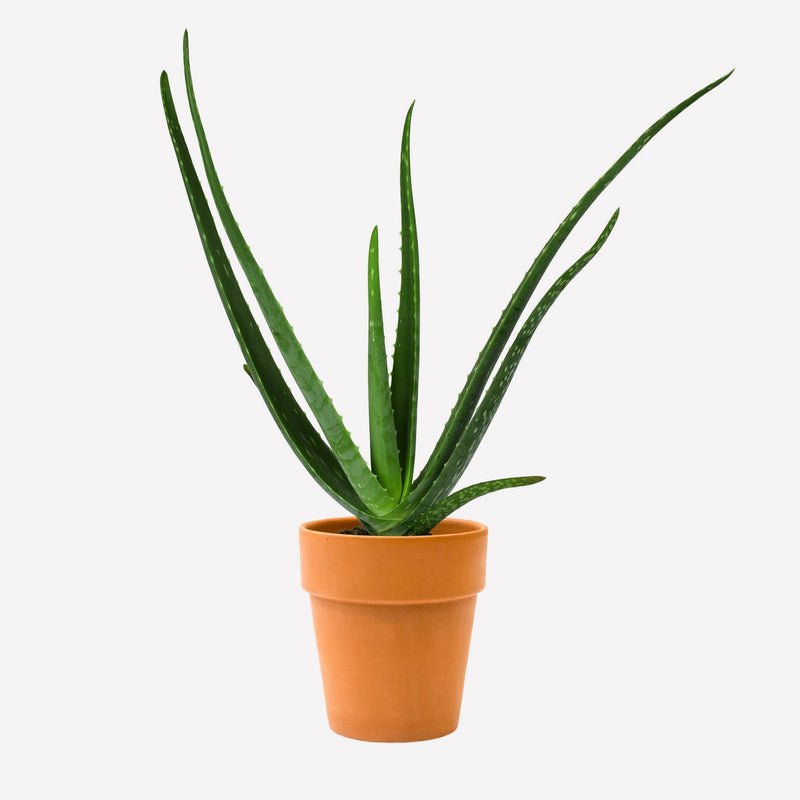 Aloe vera met grote terracotta pot