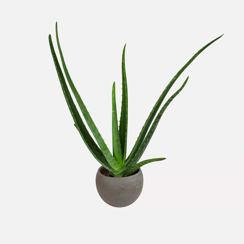 Aloe vera met kleine bolvormige grijze pot