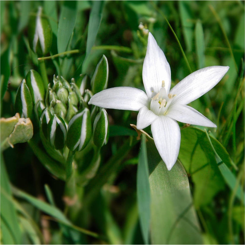 Breedbladige vogelmelk is een voorjaarsbol met kleine, witte stervormige bloemetjes boven stevig, groen blad