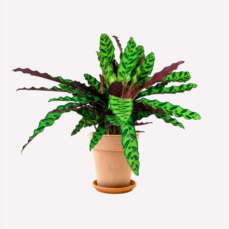 Calathea lancifolia in lichte terracotta pot