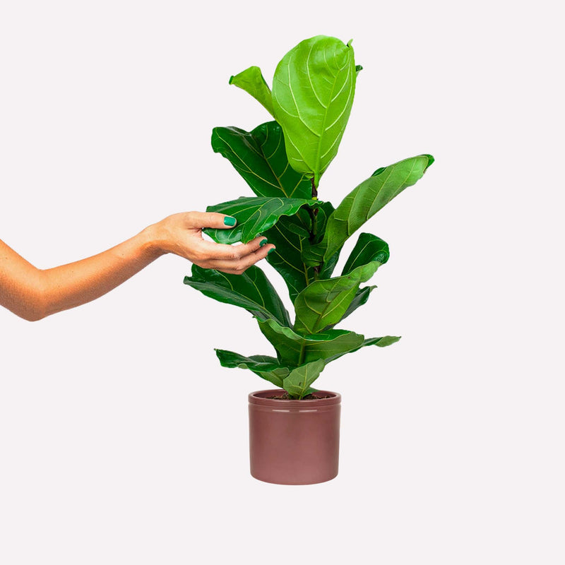 Ficus lyrata in een wijnrode keramieken pot. Een hand raakt het blad aan.