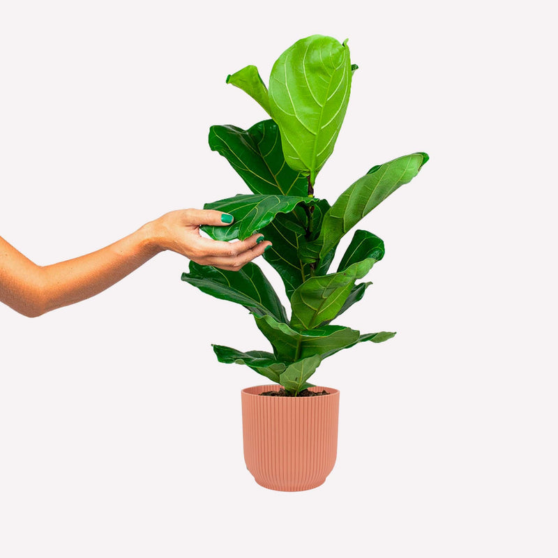 Ficus lyrata in een oudroze geribbelde plastic pot. Een hand raakt het blad aan.
