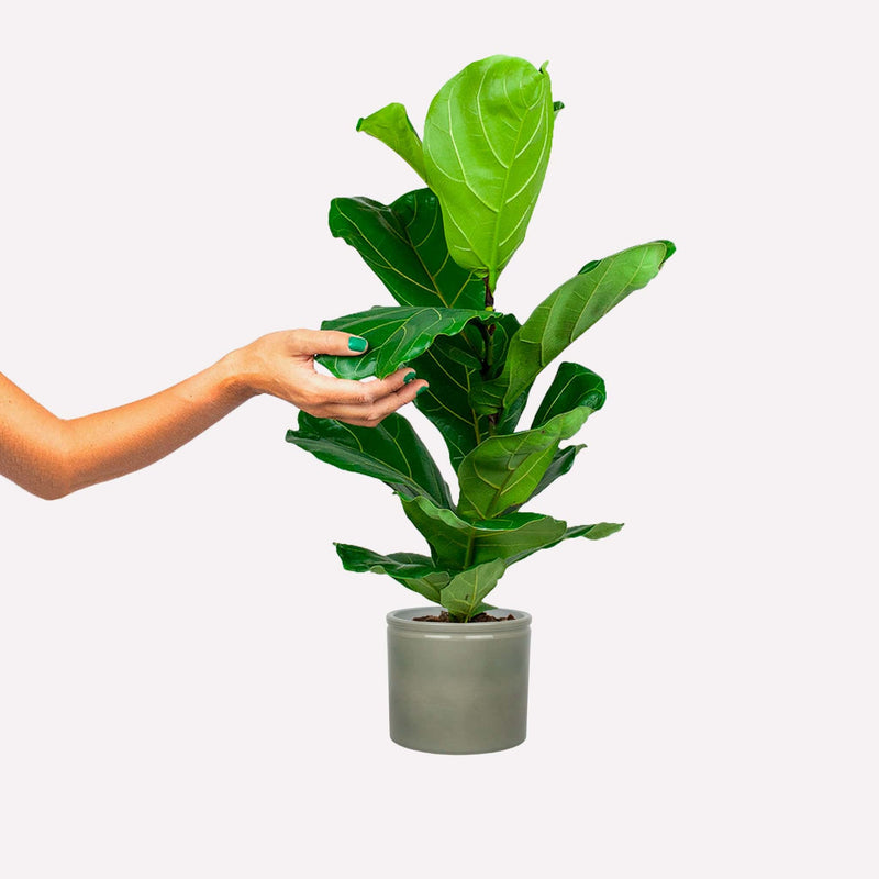 Ficus lyrata in een grijsgroene keramieken pot. Een hand raakt het blad aan.