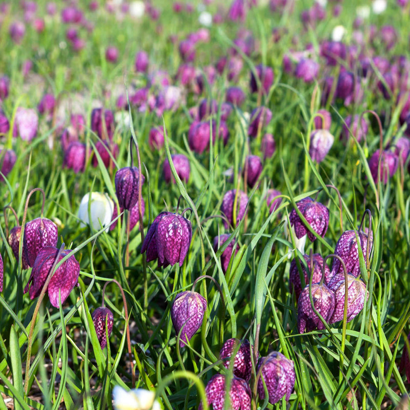 Kievitsbloemen, paars bloemblad met geblokt patroon, in veld