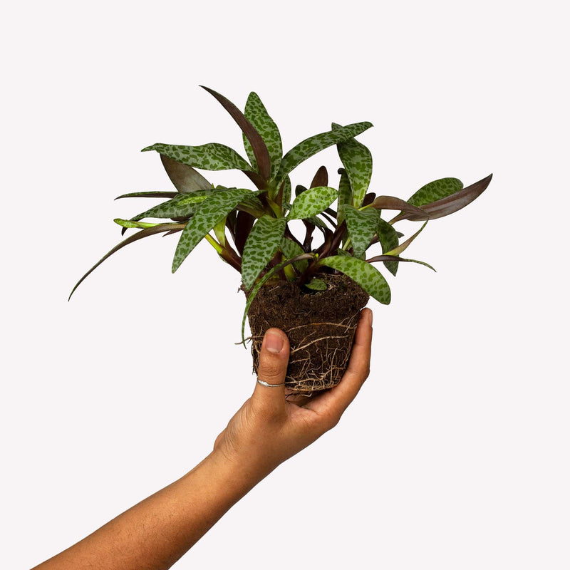 ledebouria, hand houdt plantje omhoog met gevlekt blad