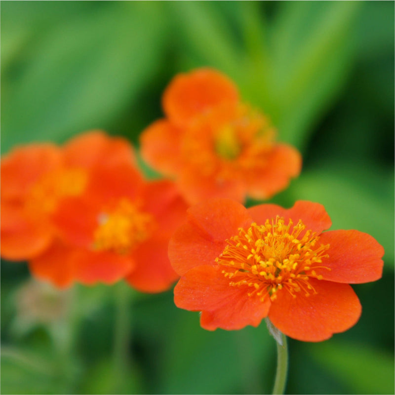 Nagelkruid Borisii, biologisch, close up van oranje bloem