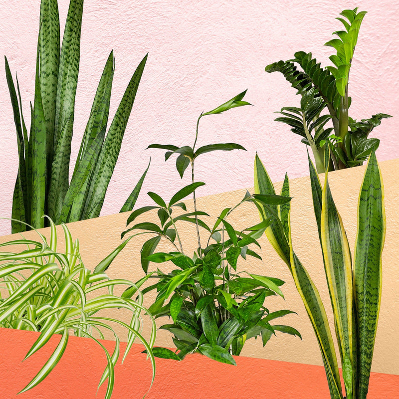onverwoestbaar pakket, collage van vijf planten met oranje vlakken