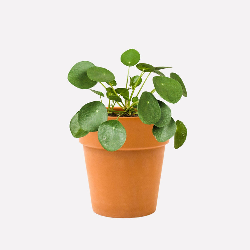 Pannenkoekplant in terracotta pot