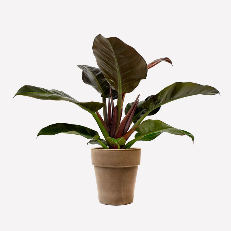 Philodendron Imperial Red in grijze terracotta pot