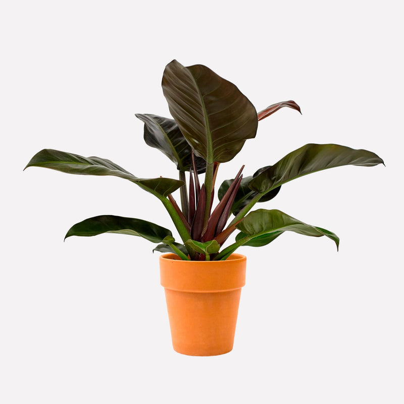 Philodendron Imperial Red in terracotta pot