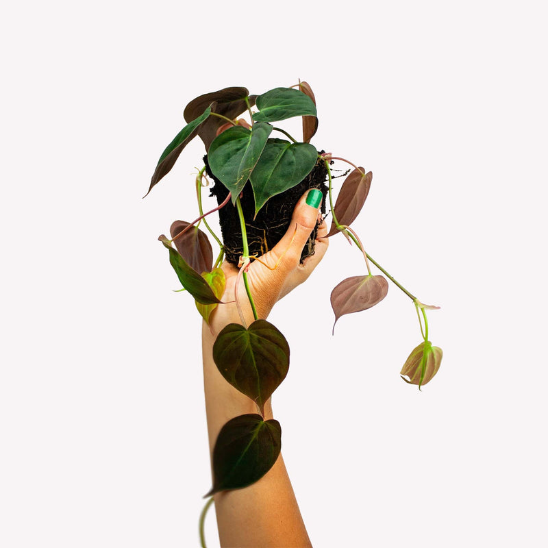 hand houdt philodendron micans in de lucht, met hartvormige bladeren om de arm