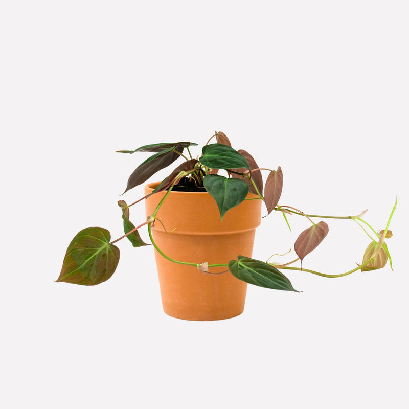 Philodendron micans in terracotta pot