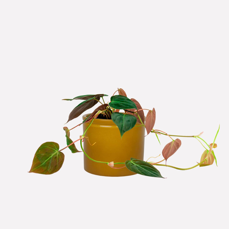 Philodendron micans in gele keramieken pot