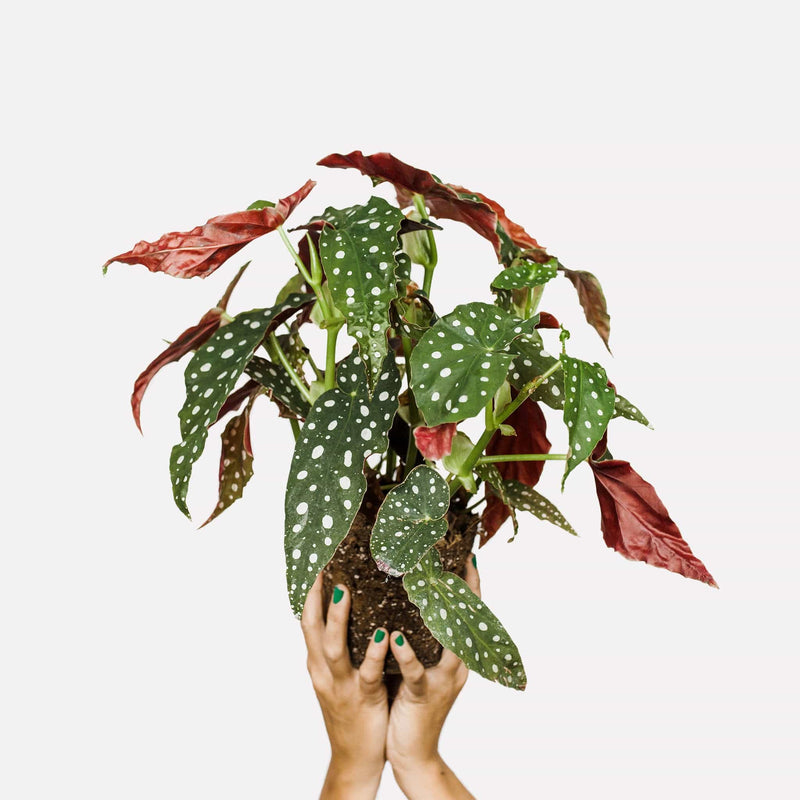 Polkadot begonia, hele plant met lange, puntige bladeren met witte stippen en rode achterkant, vastgehouden in twee handen.