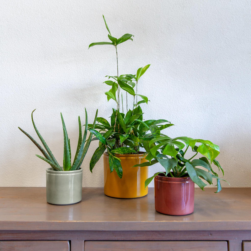 Drie keramieken potten in geel, rood en grijs met planten