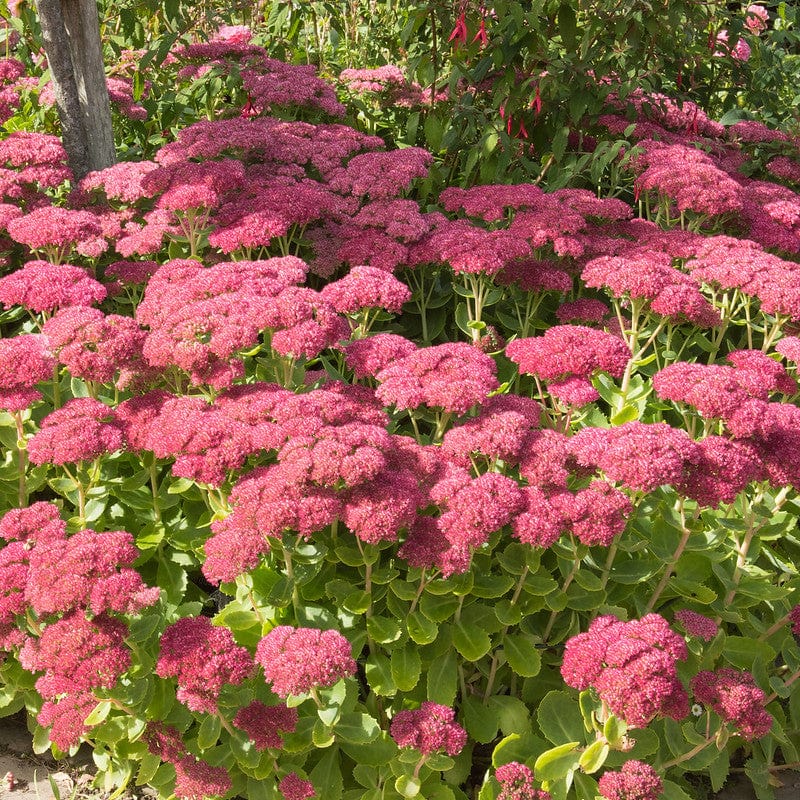 Sedum Herbstfreude Bestellen Biologische Tuinplanten Sprinklr sedum-herbstfreude-bestellen-biologische-tuinplanten-sprinklr