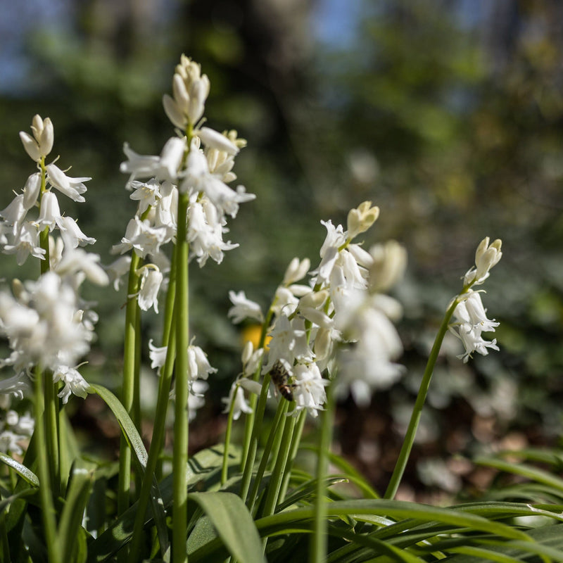 Spaanse hyacint wit