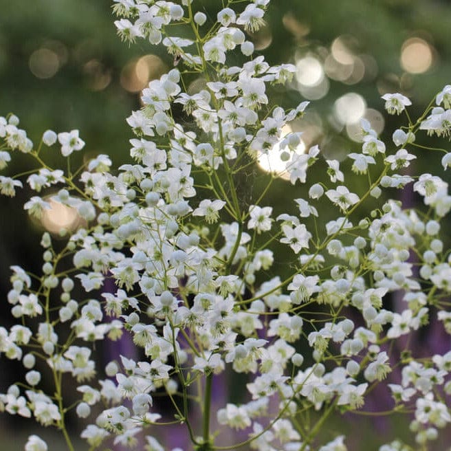 Bloemen van Thalictrum delavayi Splendide White, biologische aan een tak. 