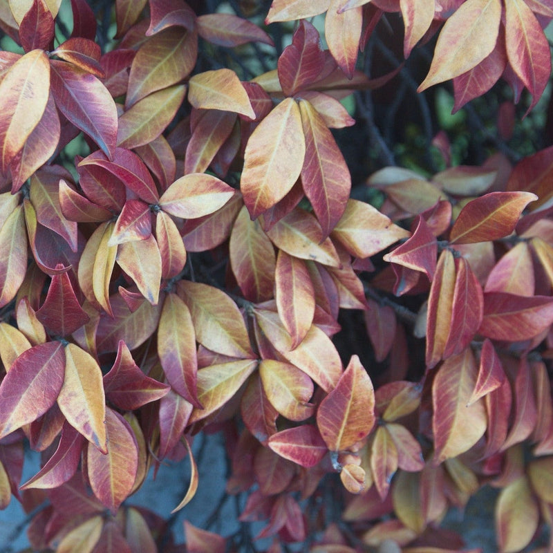 Biologische toscaanse jasmijn in herfstkleuren
