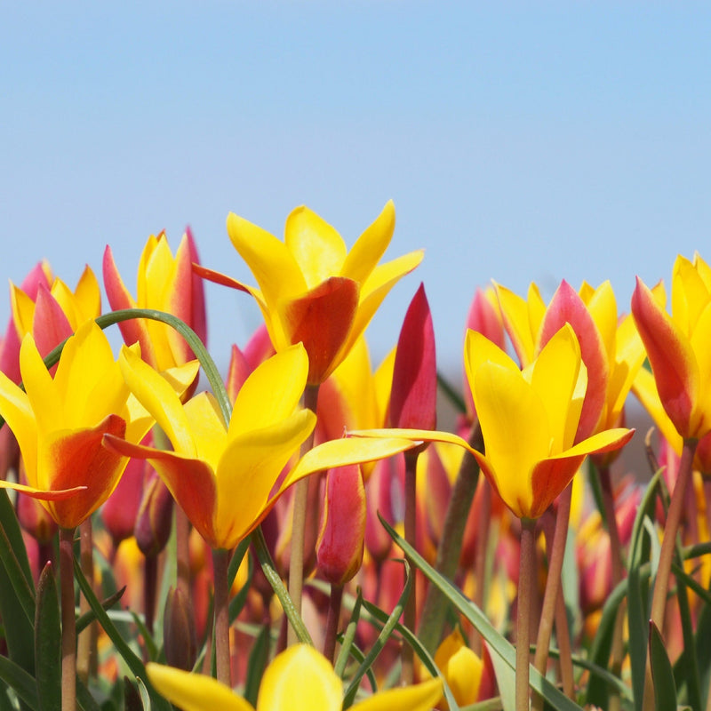 Tulp Clusiana, geel met rode tulpen met blauwe lucht