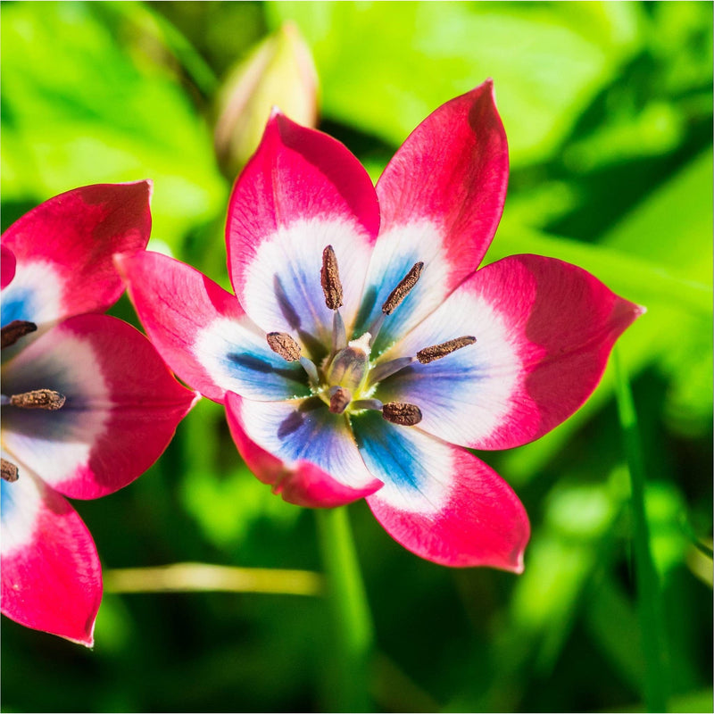 Prachtige tulp roze, wit en blauw van kleur